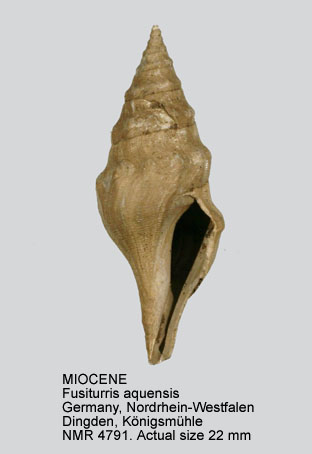 MIOCENE Fusiturris aquensis.jpg - MIOCENEFusiturris aquensis(Grateloup,1832)